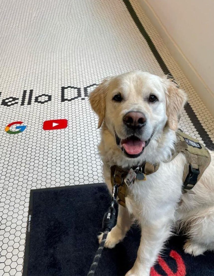 Собаки в офисах Google